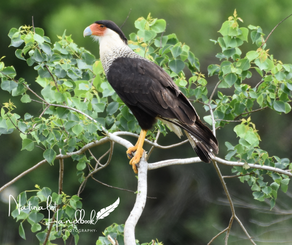 crested caracara