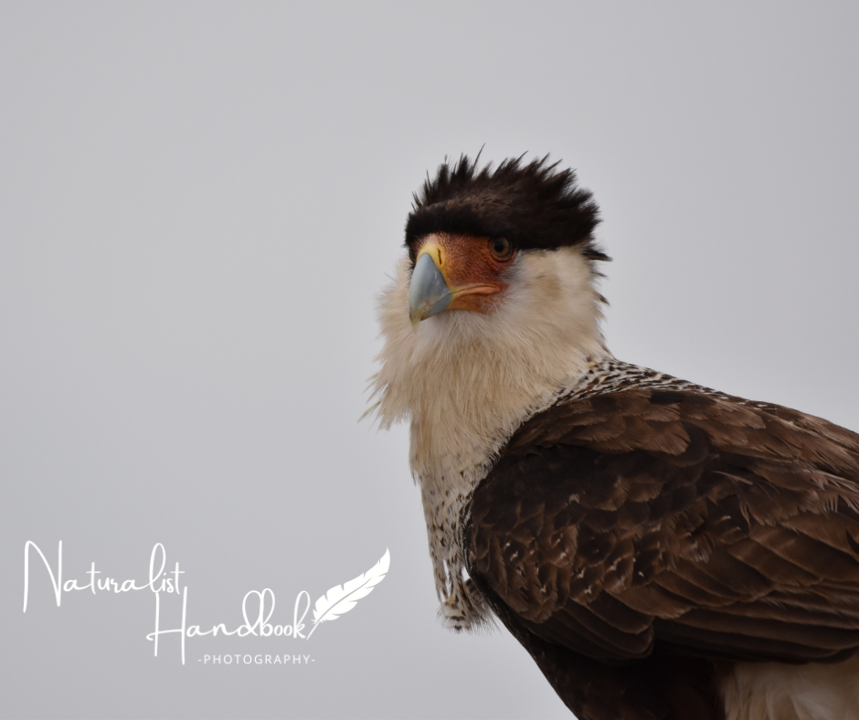 crested caracara