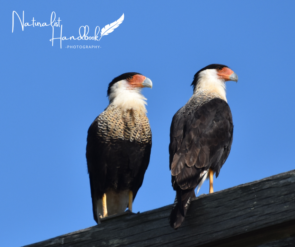 crested caracara