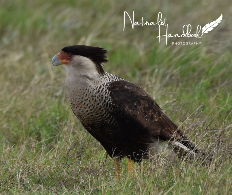crested caracara