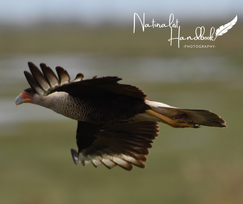 crested caracara