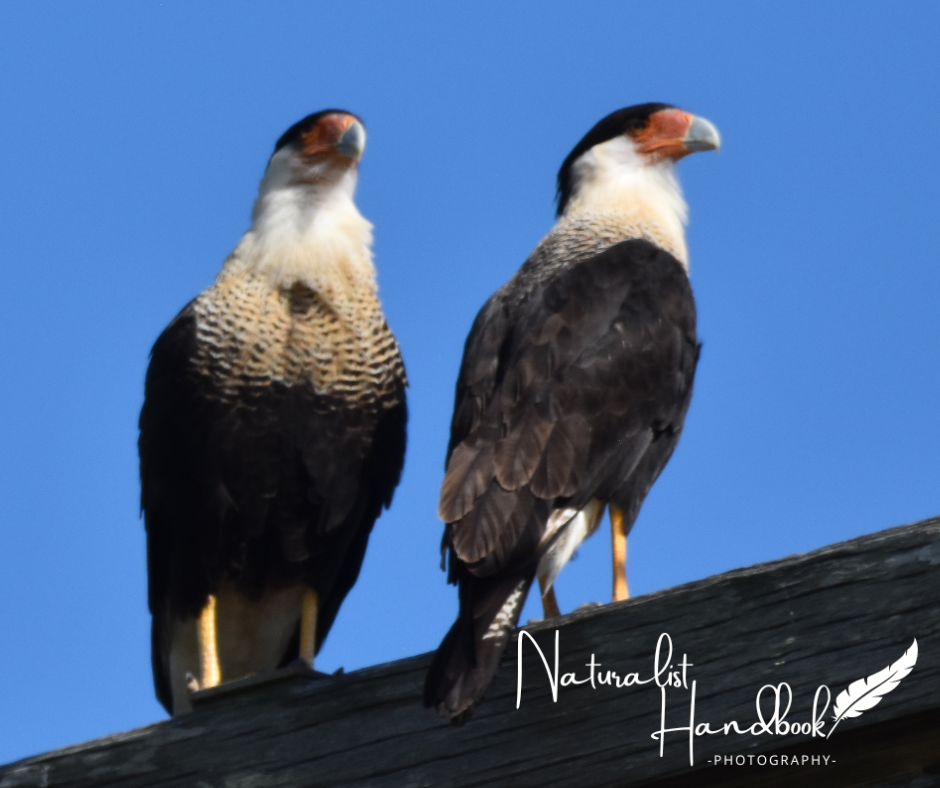 crested caracara