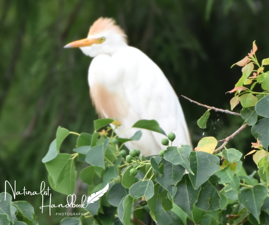 Cattle Egret
