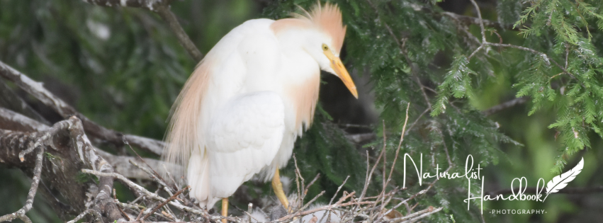 Cattle egret