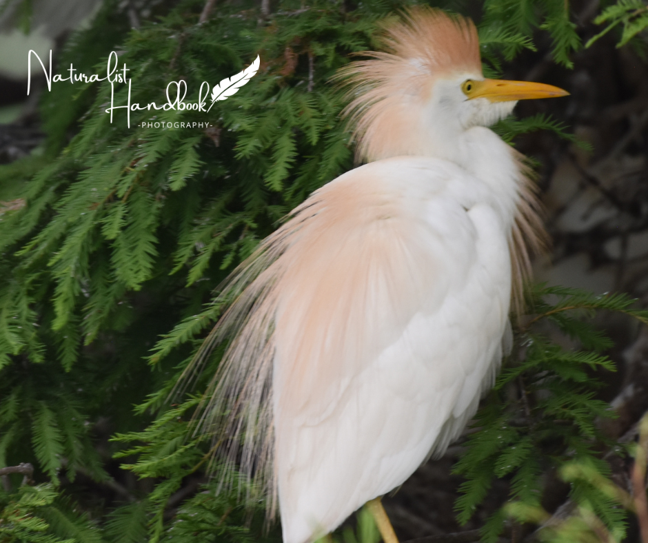 Cattle Egret