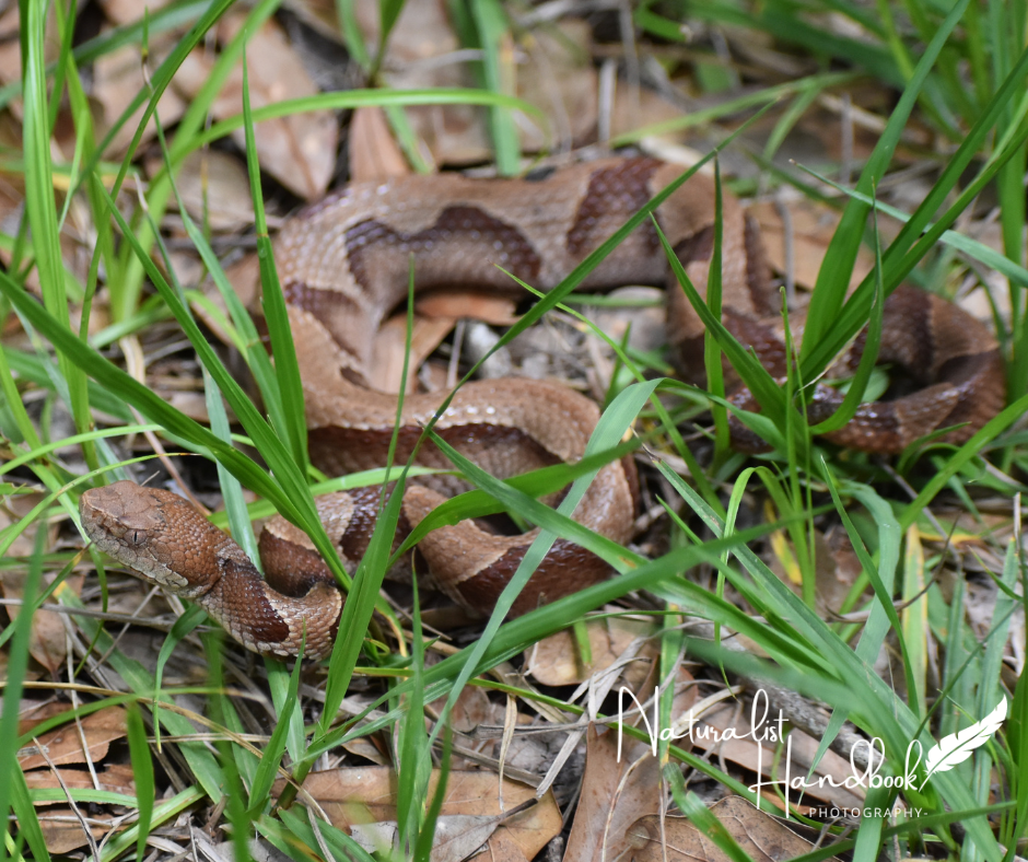 coperhead snake