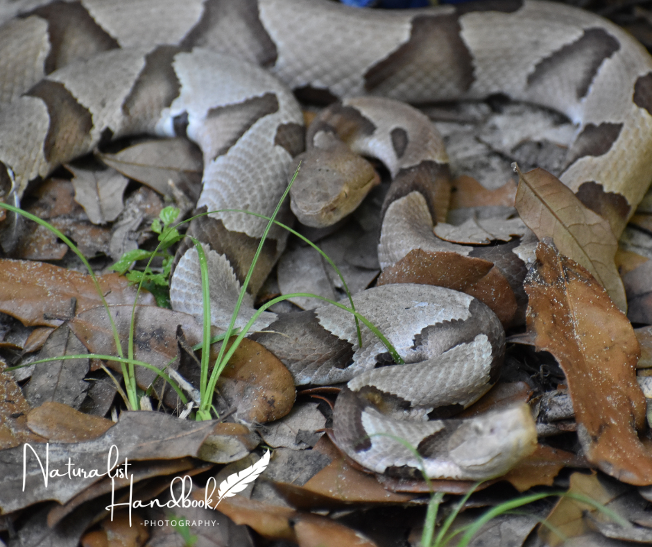 copperhead snakes
