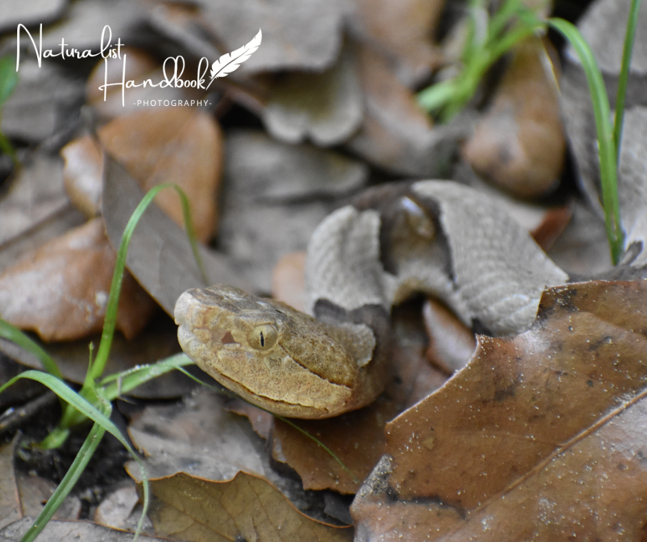 copperhead snake