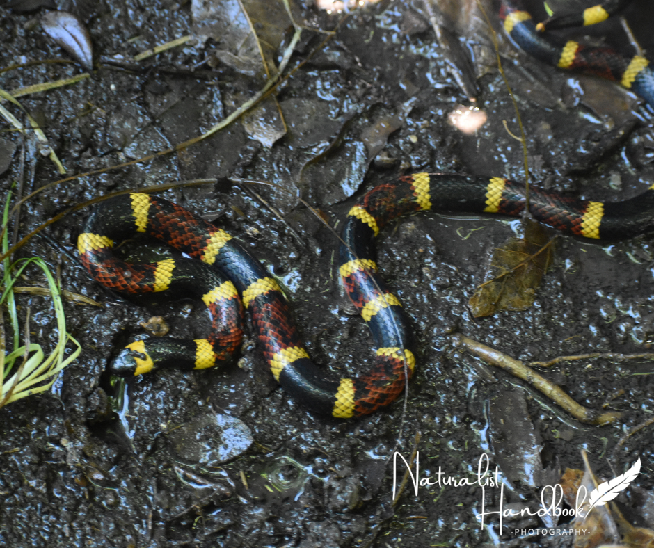 Coral snake