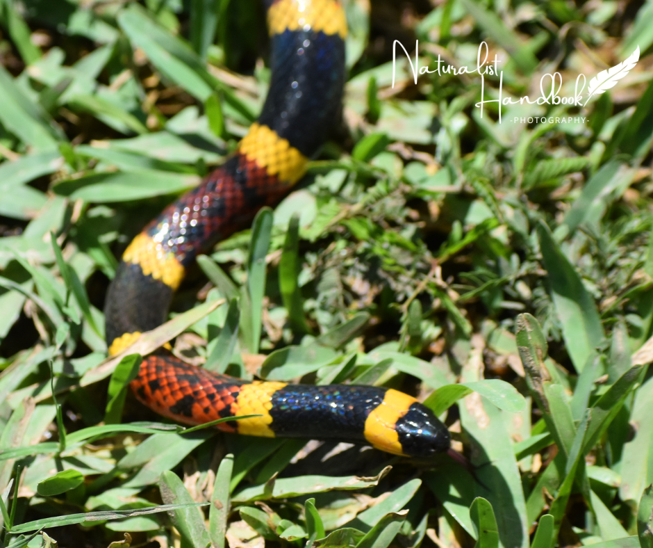 coral snake
