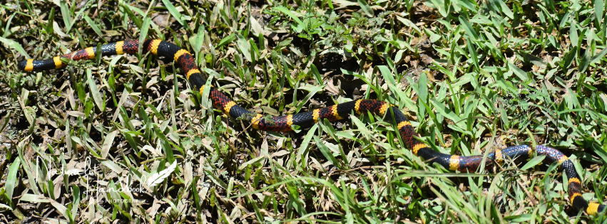 coral snake