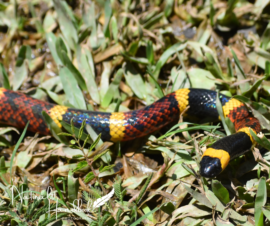 Coral snake