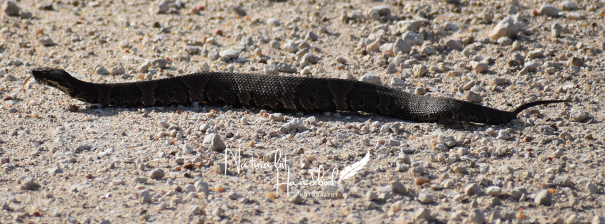 cottonmouth snake