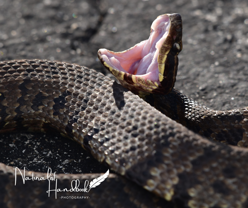 cottonmouth snake