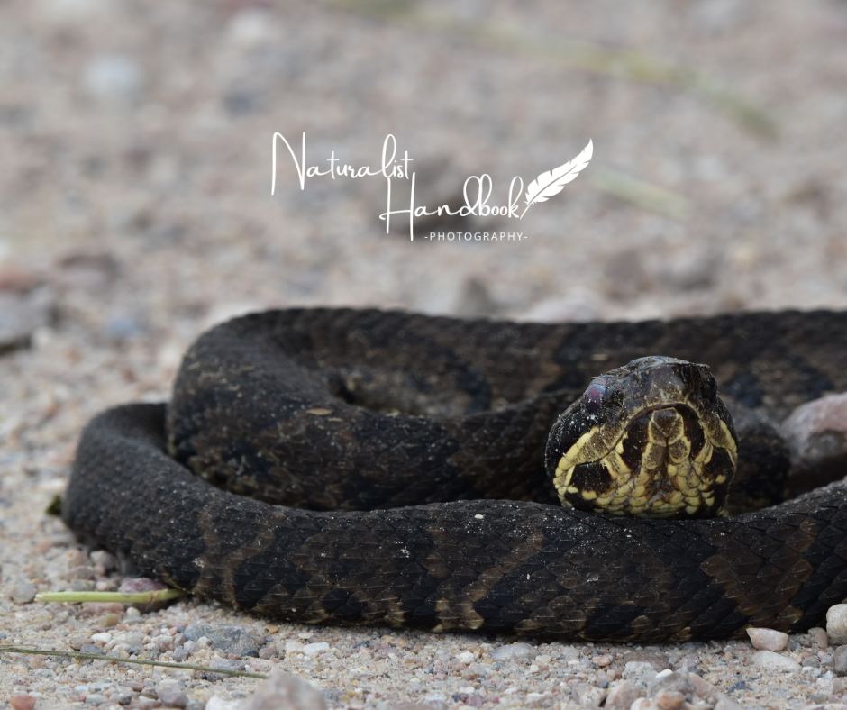 cottonmouth snake