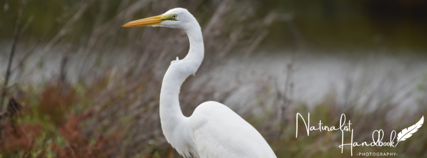 great egret