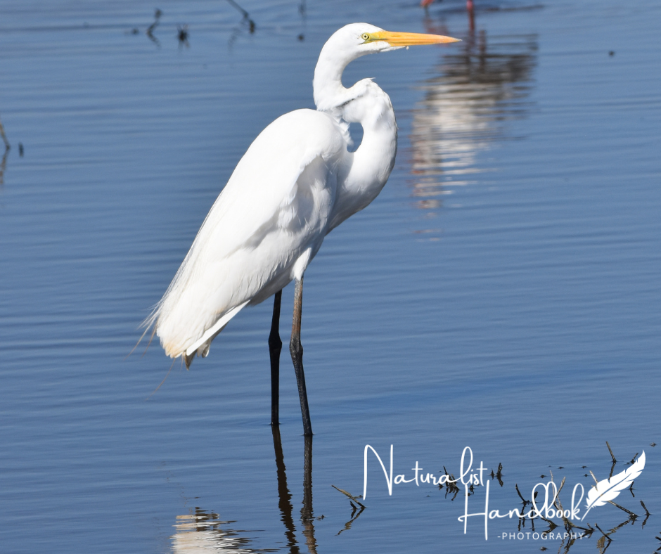 Great Egret