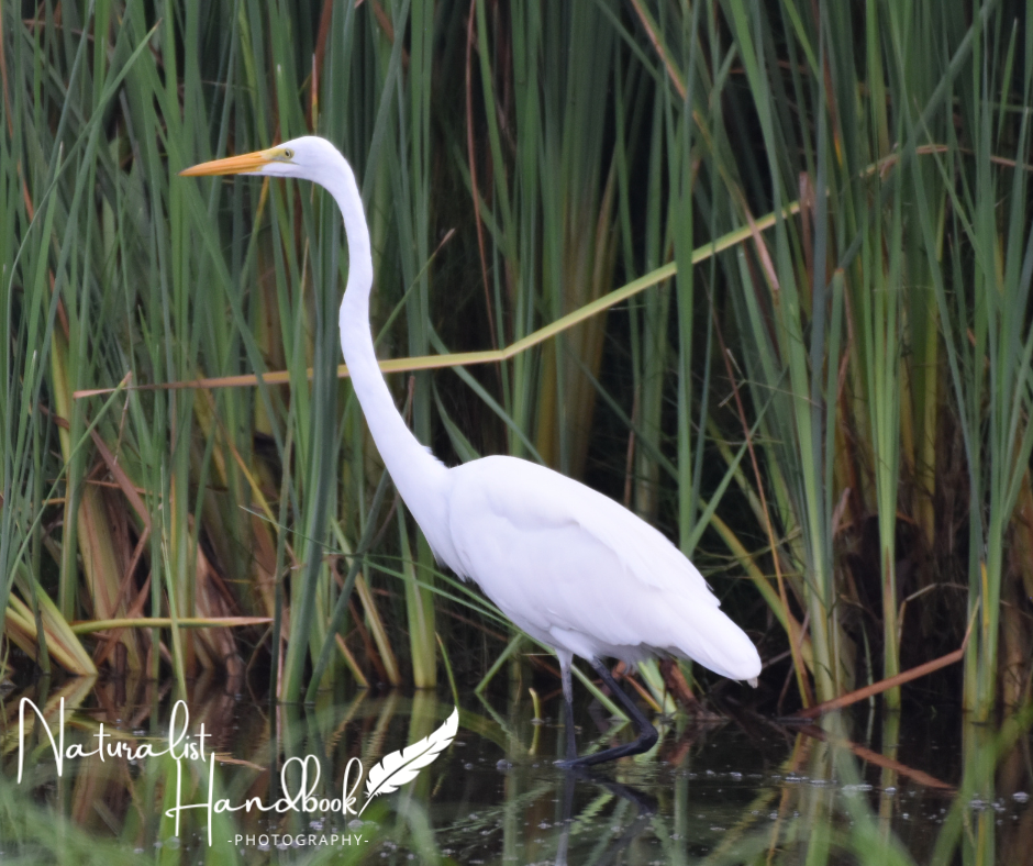 great egret
