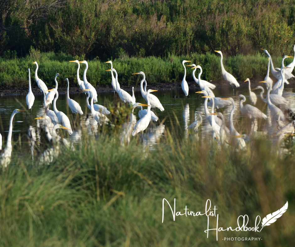 flock of great egrets