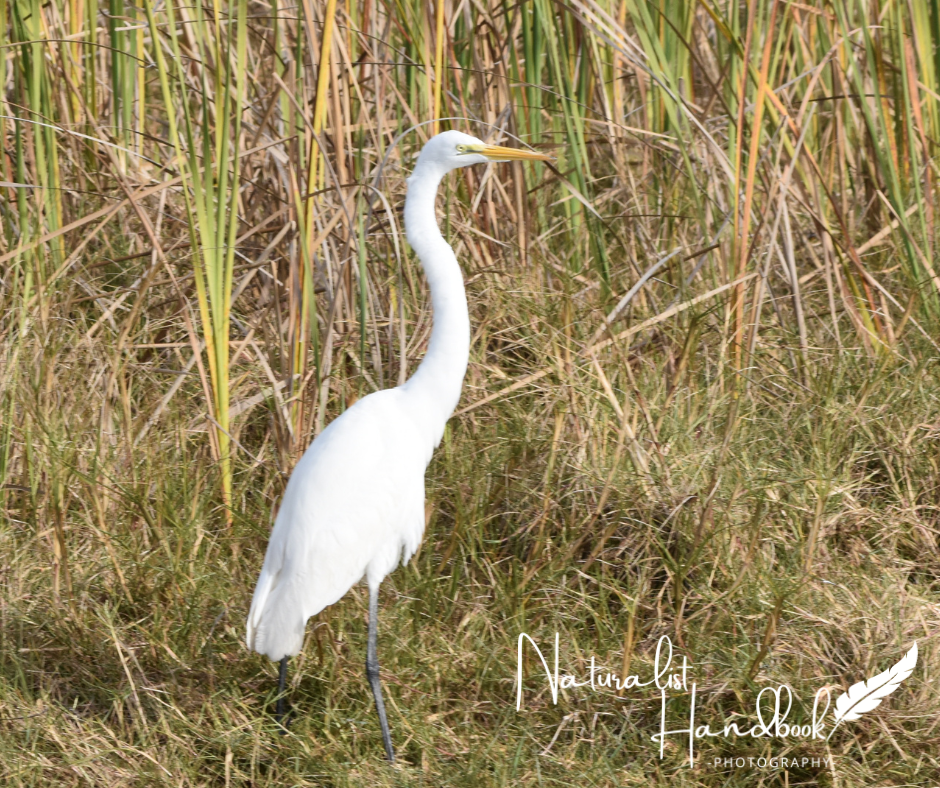 great egret
