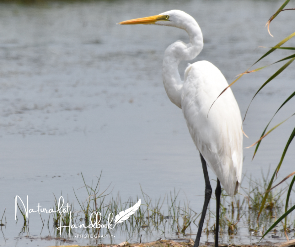 great egret