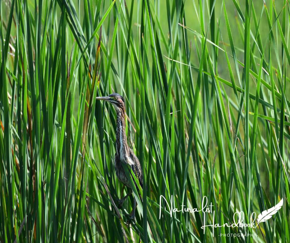 green heron