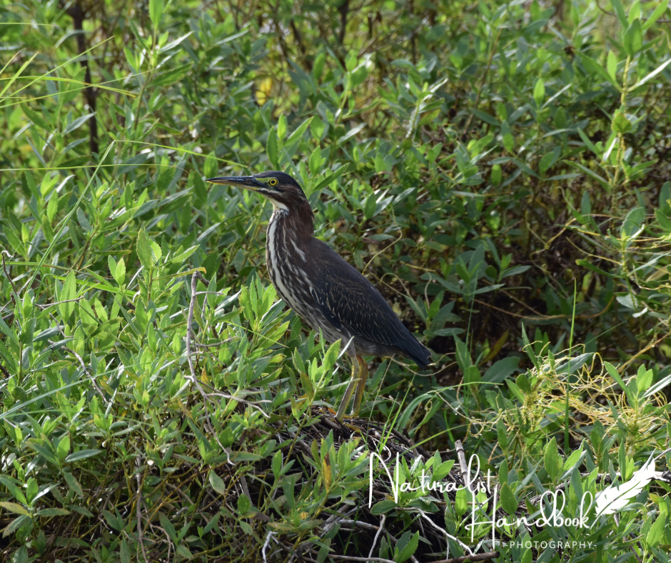 green heron