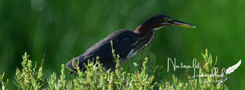 green heron
