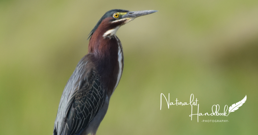 green heron