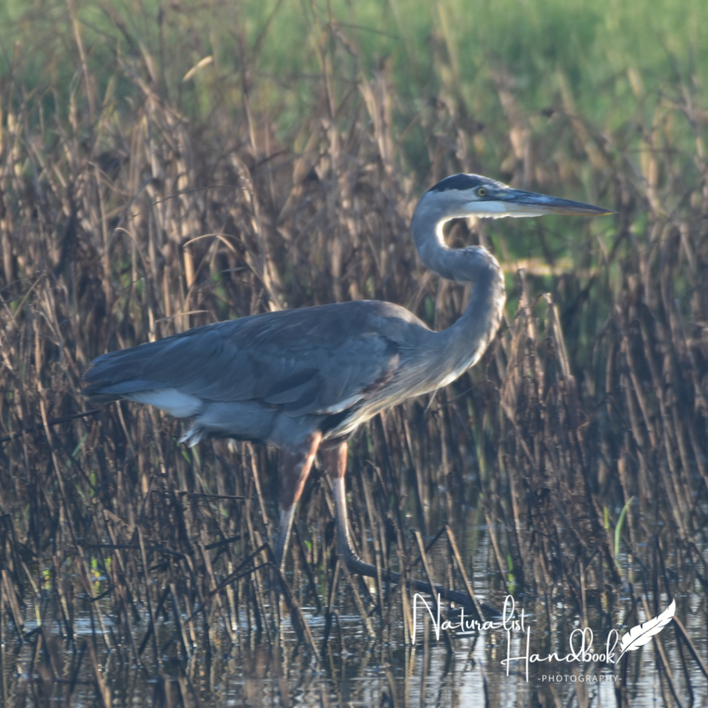Great Blue Heron
