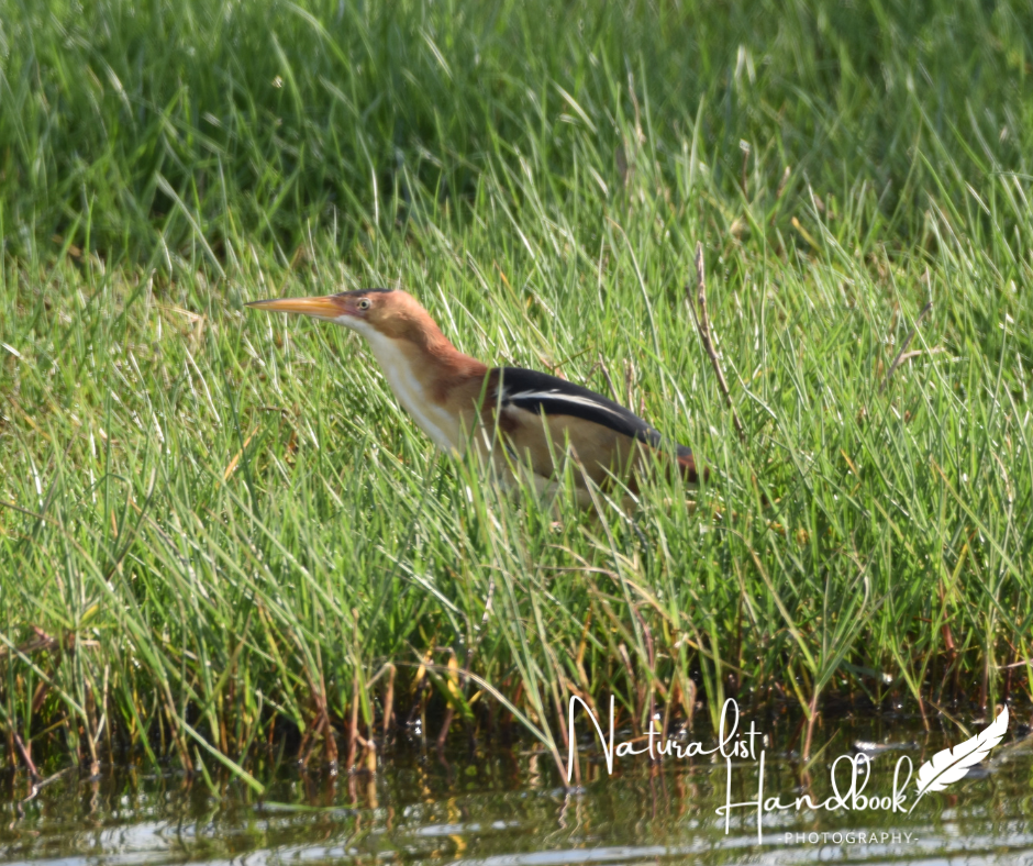 least bittern