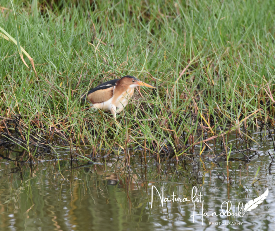 least bittern