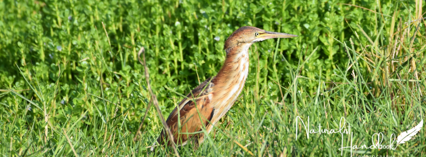least bittern