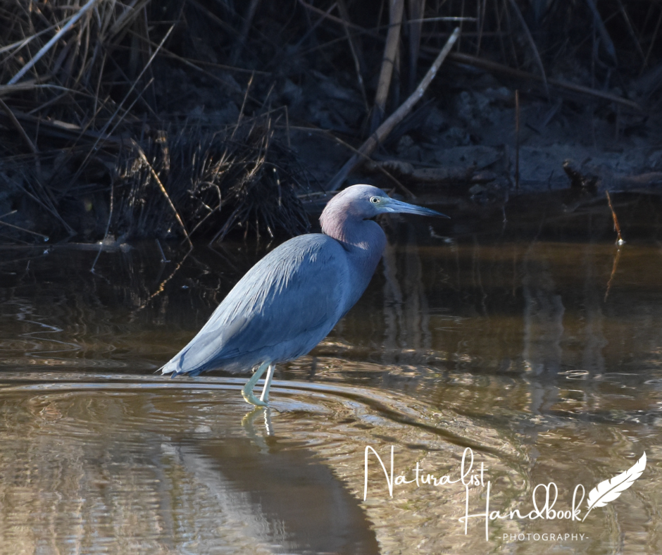 little blue heron