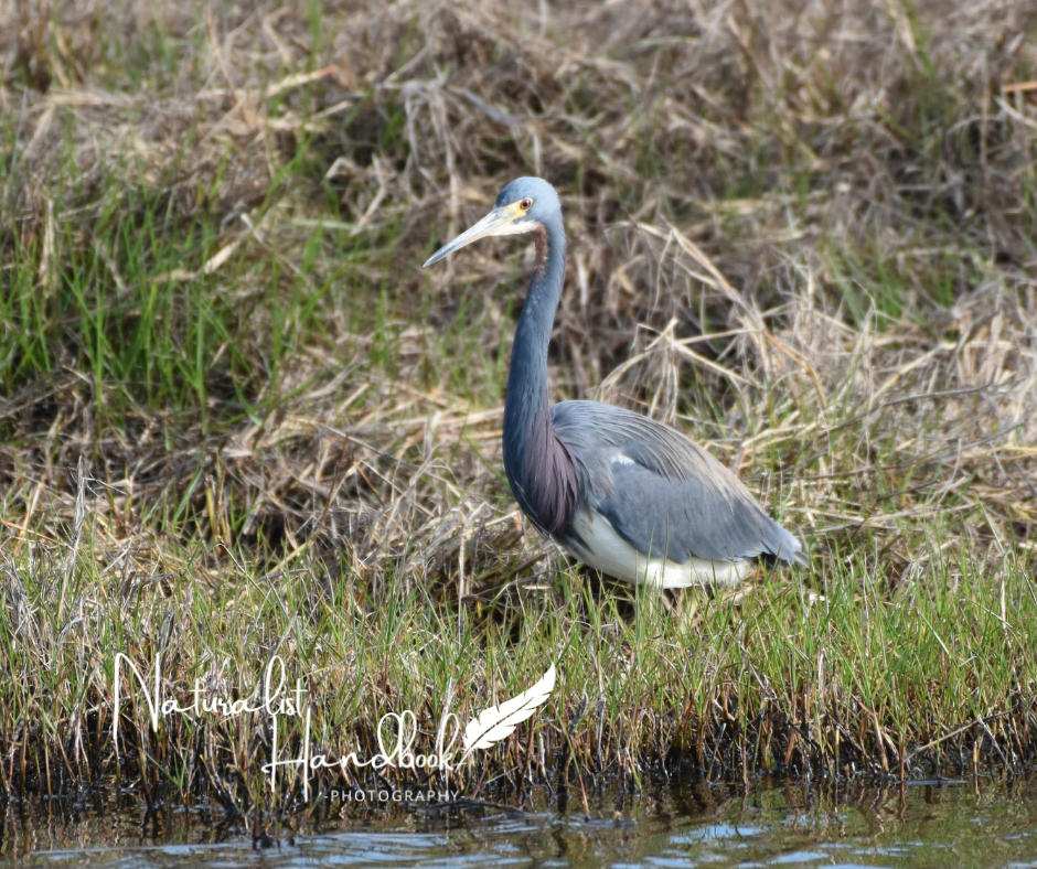 little blue heron