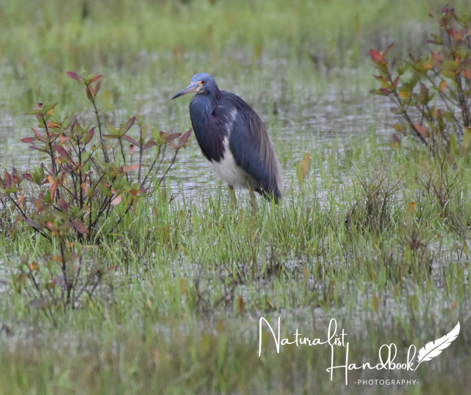 little blue heron