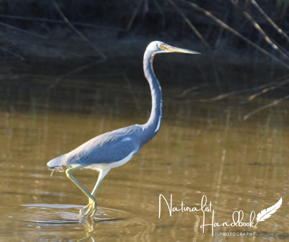 little blue heron