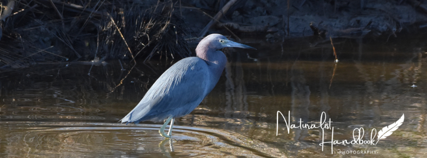 Little blue heron