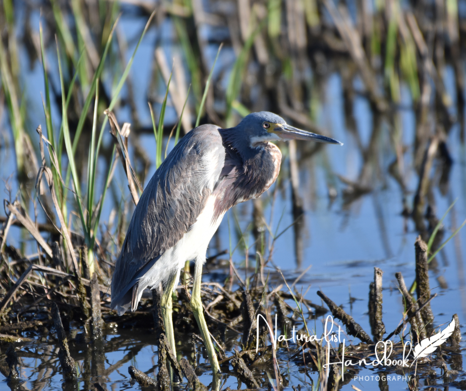 little blue heron