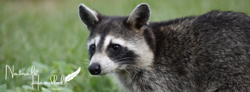 Raccon