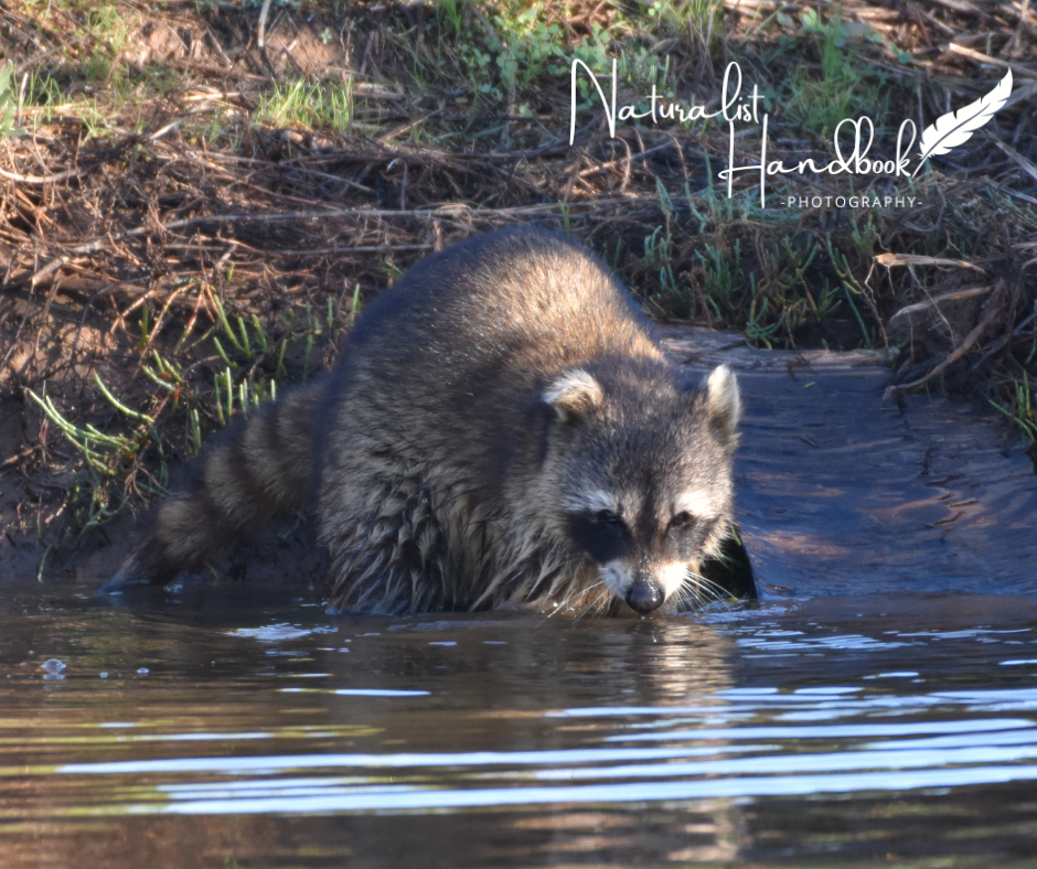 Raccoon