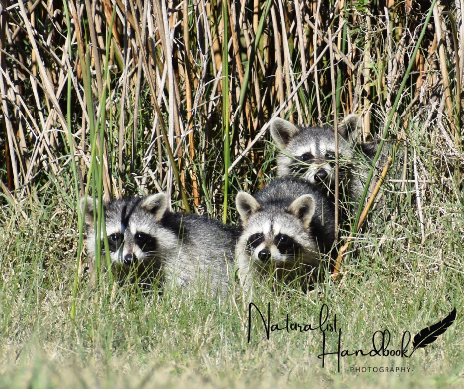 Raccoon