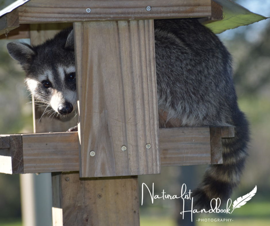 Raccoon