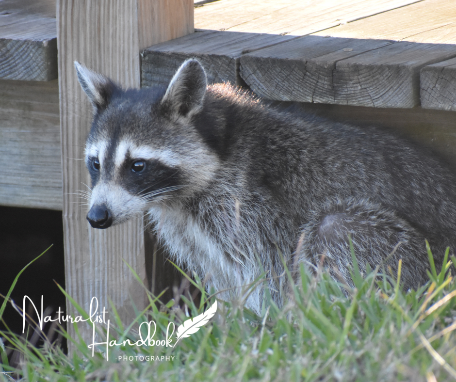 Raccoon