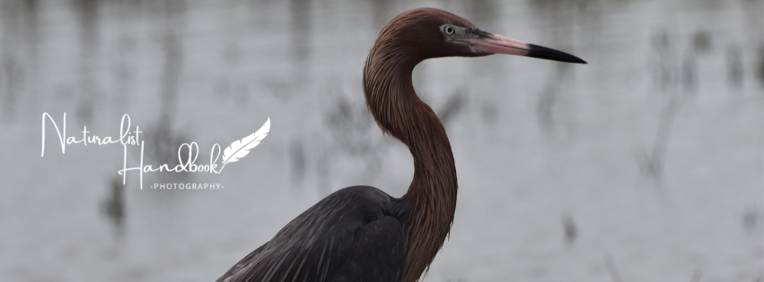 reddish egret