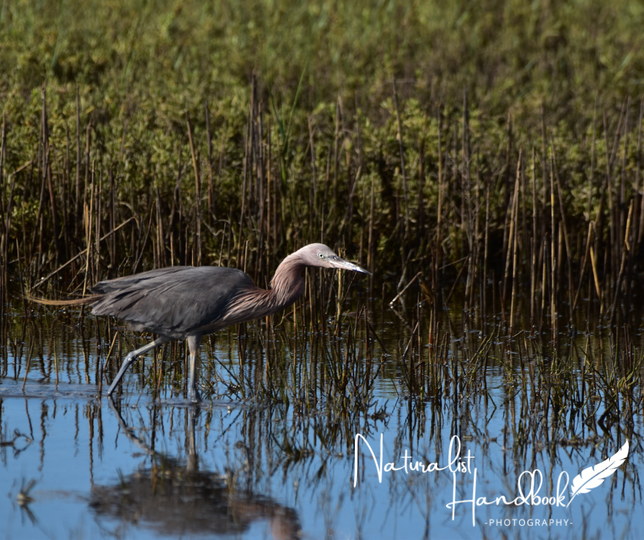 reddish egret