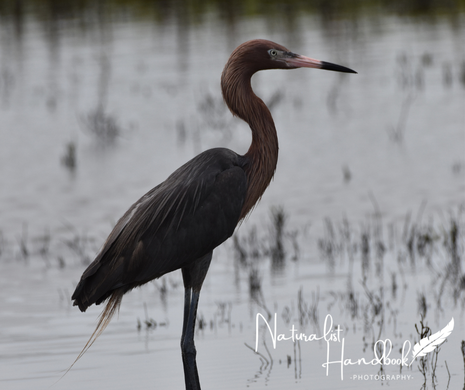 reddish egret