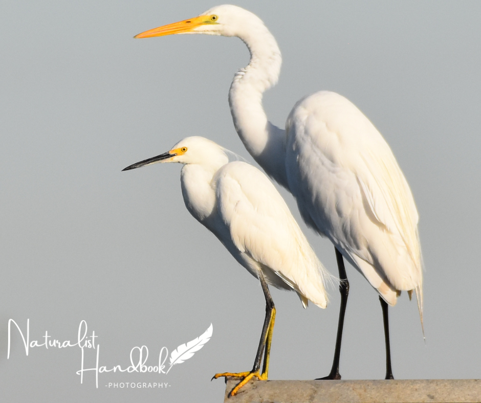 snowy and great egret