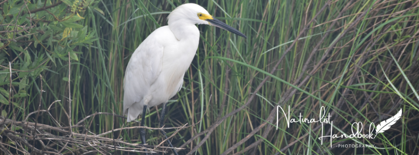 Snowy Egret