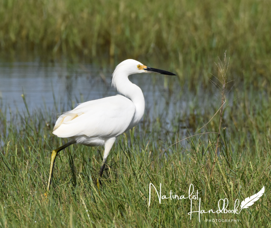 snowy egret